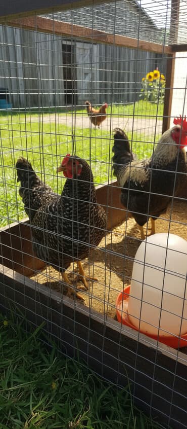 Xarkov toyuqlar satilir hamisi bir yerde 2 xoruz 5 fere 280 manat kom