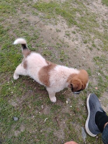 gence it satisi: Alabay, 1 ay, Erkek, Cütləşmə üçün, Ünvandan götürmə — 1