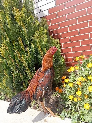 heyratilər: Xoruz, Heyratı, il: 1, Ödənişli çatdırılma — 4