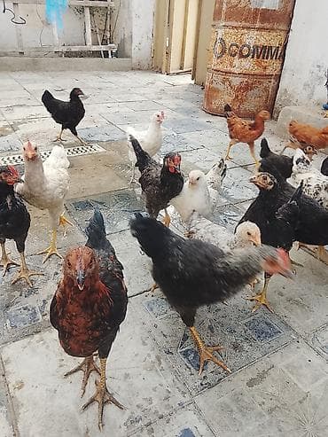 ev heyvan: Yerli qarışıq cins ev toyuqları – fərqli rəng və naxışlarda — 3