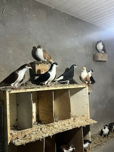 goyercin yuvasi satilir: Delfinler. Toredmiwem 5 cutden. Coxalib diye satiram. normal — 9