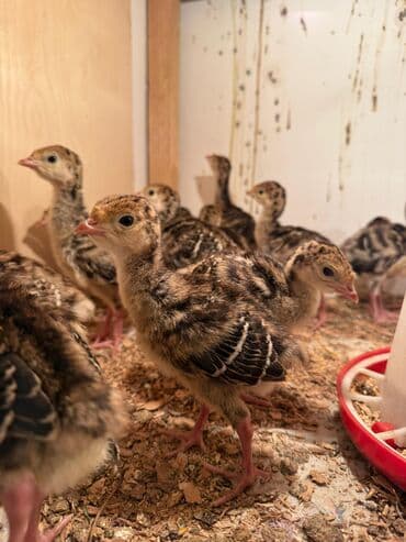 bakida cins ineklerin satisi: Ünvan Saray Sumqayıt Bronz Növ Hinduşka Qiymət 7.5 manat İsdelinen Say — 3