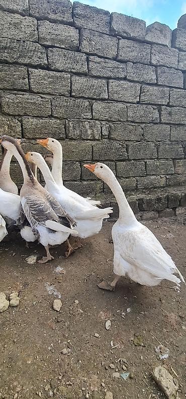 Salam Temiz Linda Kuban Rus qazları originaldır 5kilo 800qram 5