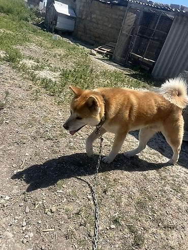 Akita-inu — 2