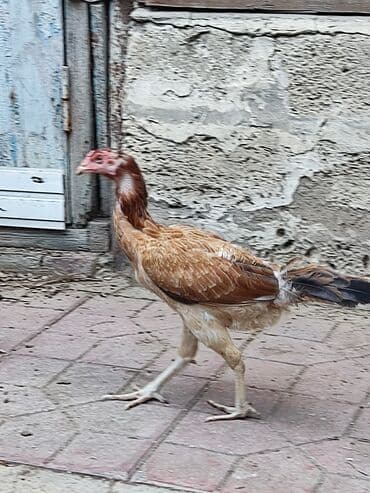 fərələr: Toyuq, Damazlıq, Ödənişli çatdırılma — 5