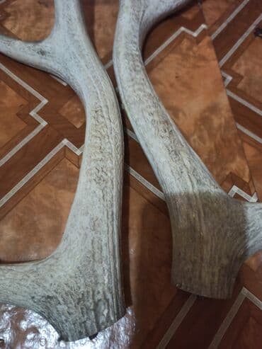 kecibuynuzu behmezi kisiler ucun: Təbi maral buynuzu. şekilleri çekilib yaxindan baxa bilersiz düzelme — 3