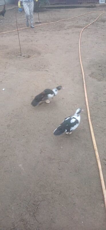 arı şəkilləri: Aşağı yeri var Muscovy ördəkləri (indo-ördəklər) – müxtəlif rənglərdə — 3