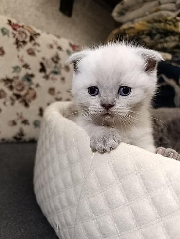 Şotland yastı qulaq