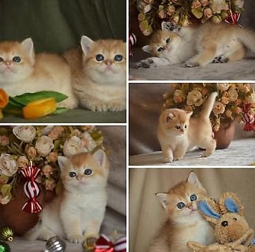 Heyvanlar üçün mallar: Qızıl şinşilla, Erkək, Dişi, Ünvandan götürmə — 1