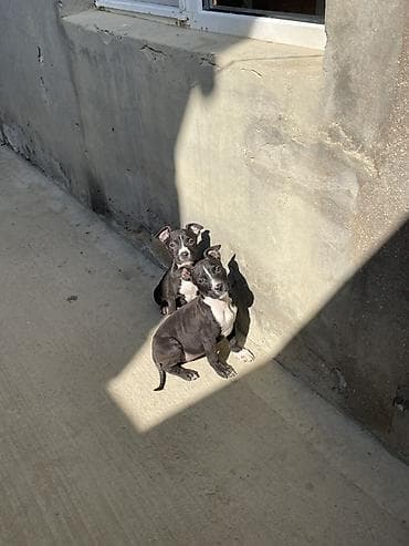 barter itlə: 2 ay, Dişi, Peyvəndli, Ödənişli çatdırılma — 1