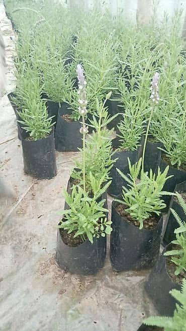 ketan toxumu harda satilir: LAVANDA gülləri. Möhtəşəm ətirli güllər — 3