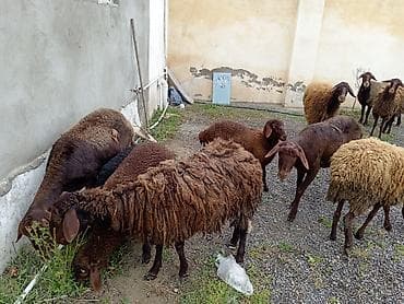 dişi pişik: Dişi, Qala, il: 1, 50 kq, Damazlıq, Ünvandan götürmə — 2