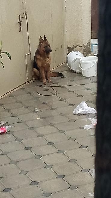 pulsuz it balalari: Alman çoban iti, Erkek — 1