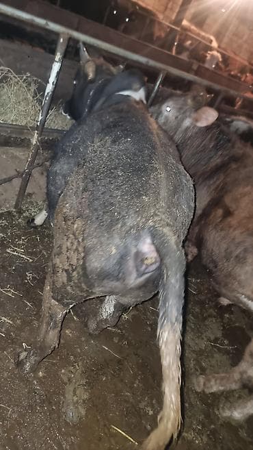 Другие с/х животные: Salam Goranboy rayonunda 5 ədəd bordag erkək dana satilir . Danalara 5 — 2