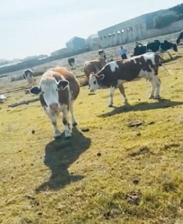 Inəklər, öküzlər: Ferma işi axtarıram.7ilde təcrübəmiz var .real insanlar əlaqə saxlasin — 1