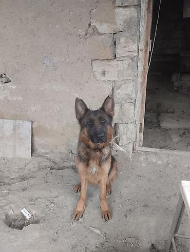 cins pisikler: Alman çoban iti, 3 il, Dişi — 6