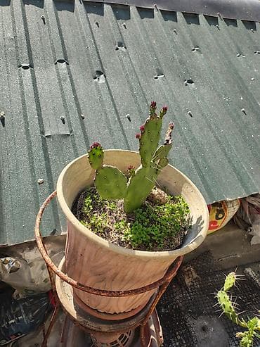 otaq bitkileri: Məhsul: Saksi içində müxtəlif kaktuslar - Növlər: Opuntia (nopal — 7