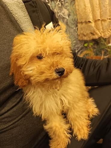 kaski itleri: Pudel, 3 ay, Dişi, Peyvəndli, Ünvandan götürmə, Pulsuz çatdırılma, Ödənişli çatdırılma — 2