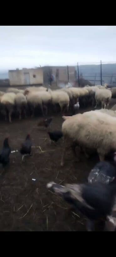 İtlər: Salam Aleykum qərdeşdər, Allah hamının malna bərəkət versin 68 baş — 5