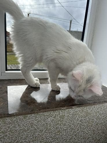 oğlan pisik adlari: Türk anqora, Erkək, Yaxşı əllərə, Ödənişli çatdırılma — 4