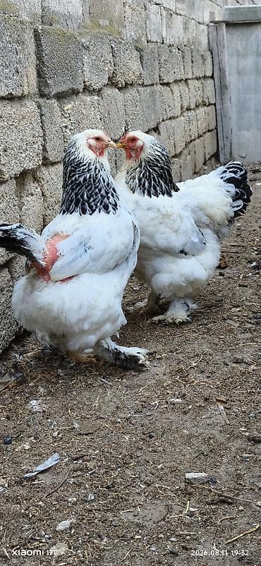 Kənd təsərrüfatı quşları: Toyuq, Brama, Damazlıq, Ünvandan götürmə — 2