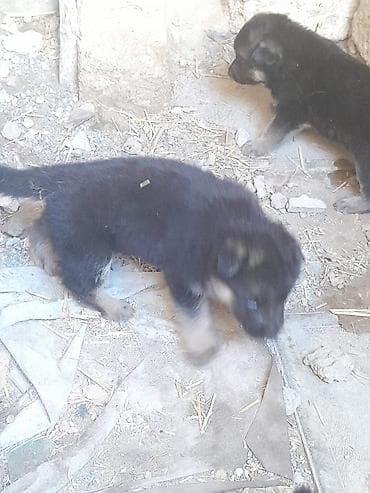it xaski: Alman çoban iti — 3
