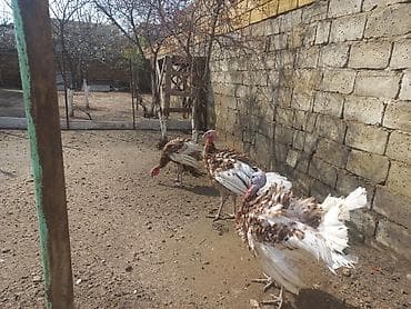 cin bildircin: Hinduşka sürüsü – qəhvəyi-ağ ləkəli rəngdə, iri bədən quruluşlu — 2