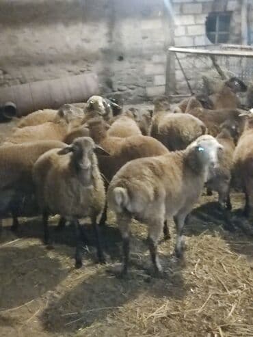 ağdam xoruzu gence: Salam Diri çəkisi 1o super quzlar əmlik arpa yonca baxilib — 3