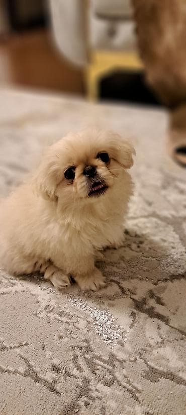 itlərin sekisi: Pekines — 3
