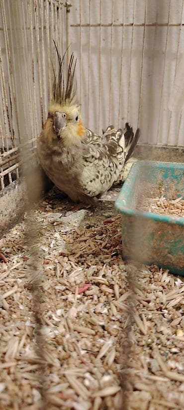 pişiy evi: Nimfa (Cockatiel) papağanı – nadir ləkəli/“perl” rəng çaları - Növ — 1