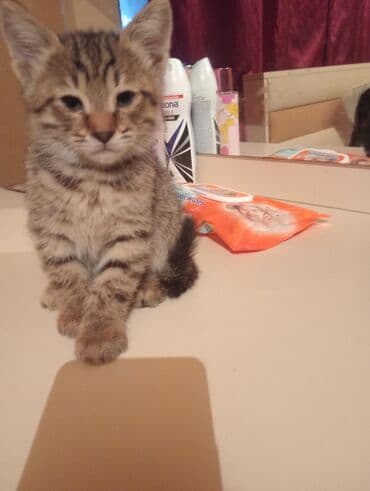 Britan, Yaxşı əllərə lalafo.az -da Britan, Yaxşı əllərə