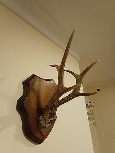 Ev üçün dekor: Divar üçün tebii, dekorativ Cūyūr buynuzu kompozisiyası - Təbii — 5