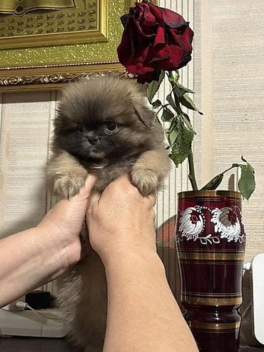 Pekines, 2 ay, Dişi