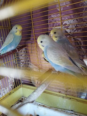 pavlin goyercin satisi: Səsləri xoş, sosial və sakit xasiyyətli ev quşları Mənzildə — 3