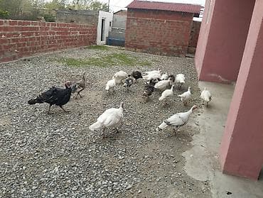 toyuğlar: Toyuq, Brama, Damazlıq — 6