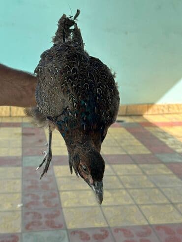 itlerin pulsuz verilmesi: Şəkildə gördüyünüz Rumun Qırqovulları satılır. 6 aylıq quşlardır. 1 — 2