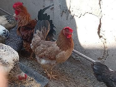 Toyuq, Damazlıq, Ünvandan götürmə — 3