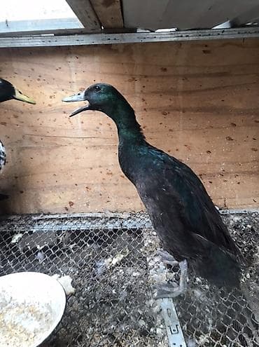 heyvan yemi: Satlıq ördəklər – Hind qağayısı tipli, incəboyun, uzun bədənli, qara — 4