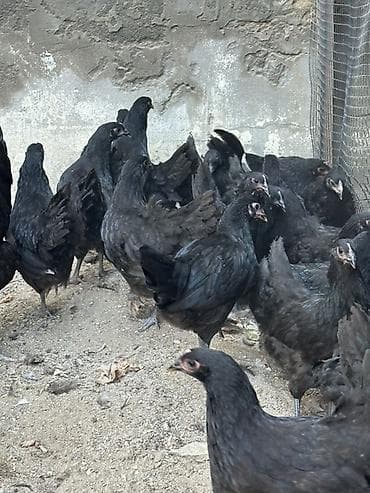 Toyuq, Damazlıq lalafo.az -da Toyuq, Damazlıq