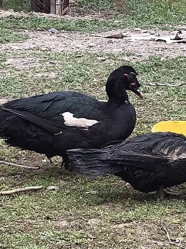 K/t heyvanları və malları: Qara zumrud. Maskali. Qizqin erkey Damazdiq Xüsusiyyətlər: - Cinsi — 7