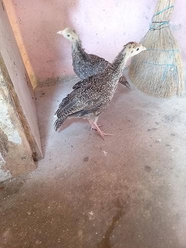 hindus: Salam hərkəsə boş bekar insanlar narahat elemesun ki şəkilin at — 3