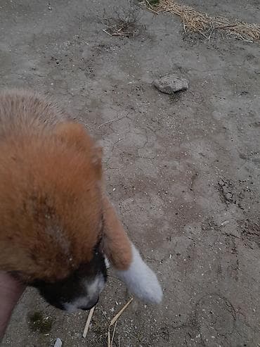 ən iri it cinsi: Kanqal, Peyvəndli — 9