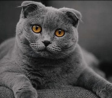 pisik cutlesme: Britan — 7