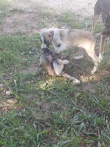 husky it: Balaca it balaları afcarkanin qarışıqi — 8