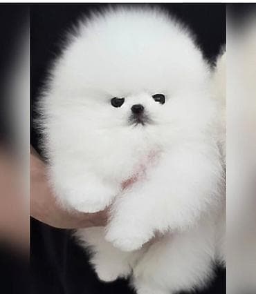 Şpitz, 2 ay, Sənədli