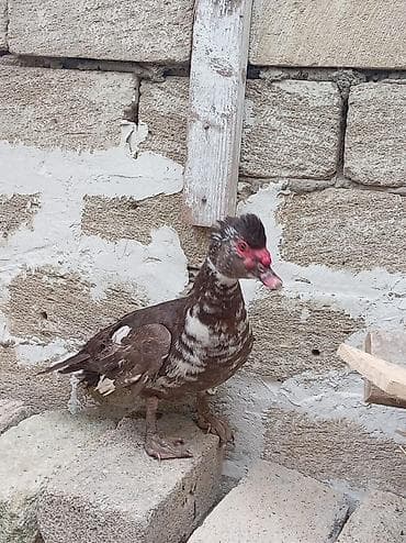 hinduska kanada: Əssalım əleykum əvvəla Allahın salamı olsun hər kəsə 5 ədəd 1 illiyi — 5