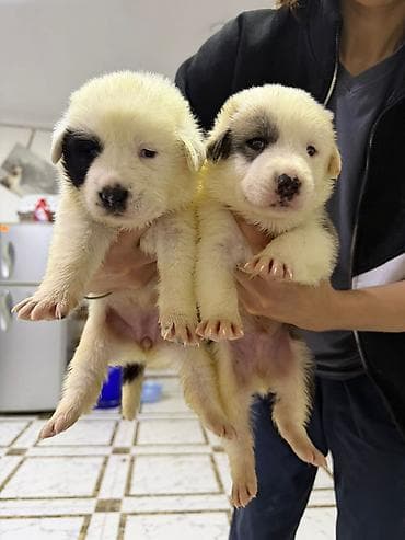 it balaca: Peyvəndli — 1