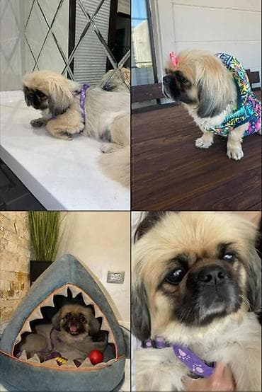 Pekines, 9 ay, Dişi, Peyvəndli, Ödənişli çatdırılma