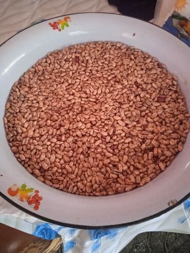 Quru mərci lobya (pinto növü) - Məhsul: Quru pinto lobya (xırda-orta