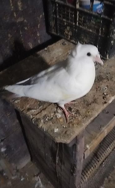 Qoşa kekılı teze dene duşub baladı tam sağlam maya baladı kankıret